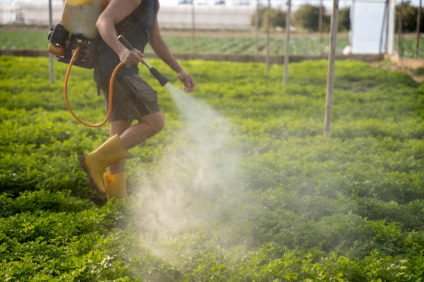 Best Wasp Removal Services  in Pearl City, HI