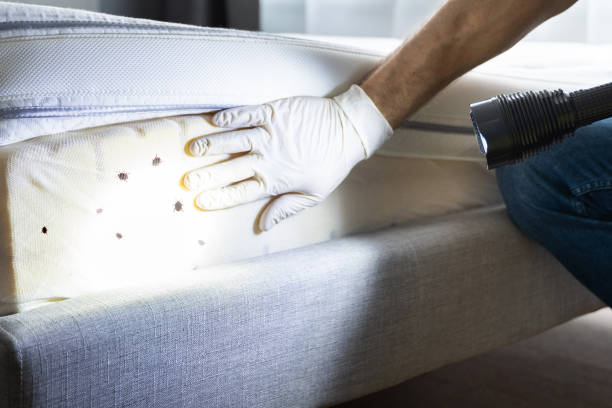 Best Local Pest Control Services  in Pearl City, HI