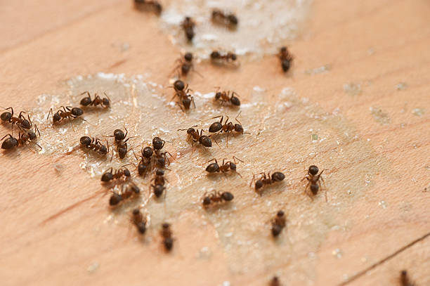 Best Termite Control Services  in Pearl City, HI