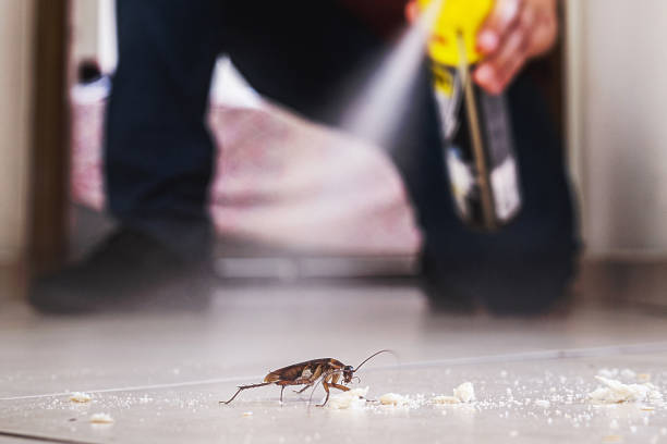 Spider Control Near Me in Pearl City, HI